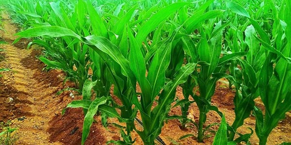  ?農業咨詢與設計